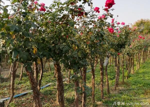 月季什么时间嫁接比较好？(图1)