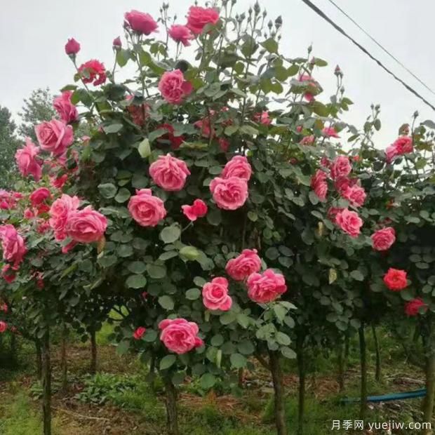 月季拱门的养护方法(图1)