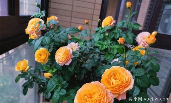 棒棒糖月季嫁接建议采用一些实生的蔷薇，或者是月季来进行操作(图1)