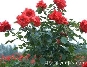 月季的整枝修剪是否得当,直接影响即对衰老该如何修剪呢?(图1) 月季的整枝修剪是否得当,直接影响即对衰老该如何修剪呢?(图1)