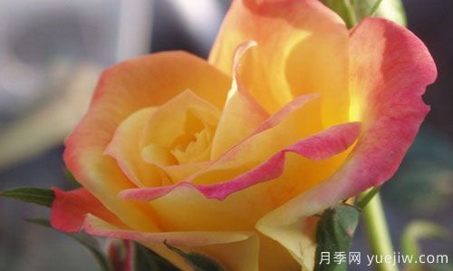 大花月季在施肥时，有需要注意些什么？(图1)