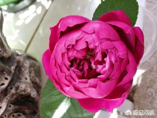 最香的几款月季品种是什么？(图5)