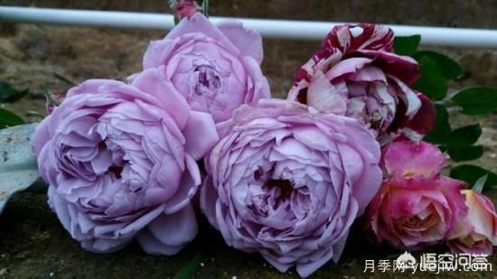 最香的几款月季品种是什么？(图1)