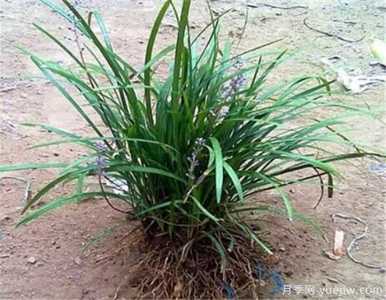 麦冬草如何繁殖 麦冬草种植方法和技术(图1)