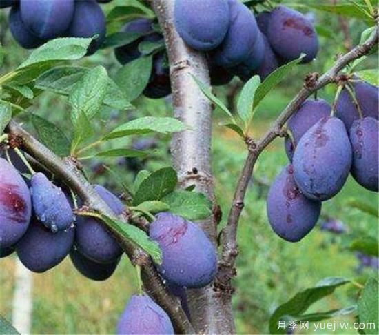 李子树几月份扦插 李子树扦插种植方法要点(图2)