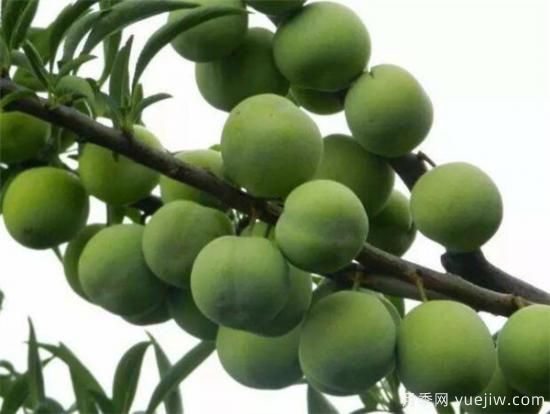 李子树几月份扦插 李子树扦插种植方法要点(图3)