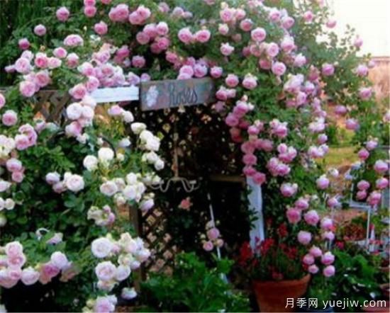 蔷薇花苗的近期价格是多少 2020年蔷薇树最新报价(图1)