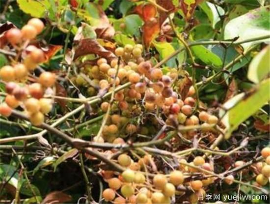 蔷薇花结的果实有用吗 野蔷薇的果实可以吃吗(图1)