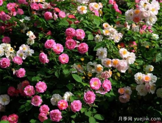 蔷薇花什么时候开 蔷薇的花语和寓意象征(图2)