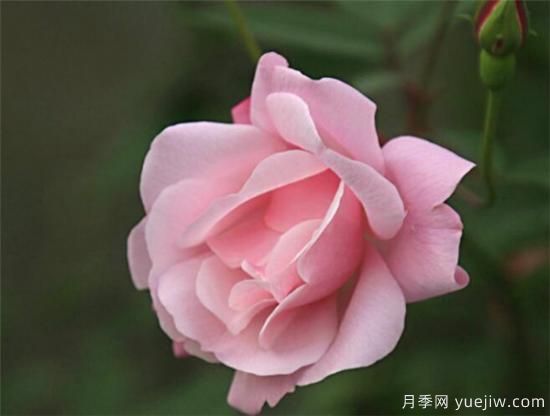 蔷薇花什么时候开 蔷薇的花语和寓意象征(图3)