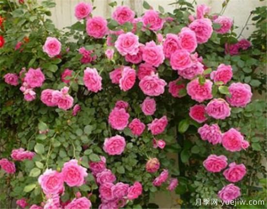 蔷薇花苗的近期价格是多少 2020年蔷薇树最新报价(图2)