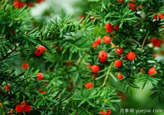 红豆杉花期花语寓意 红豆杉的功效价值有哪些(图3)