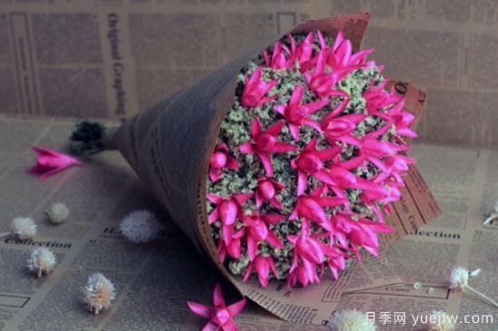 干花和永生花区别(图3) 干花和永生花区别(图3)