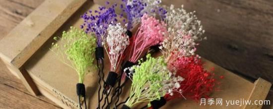 干花和永生花区别(图1) 干花和永生花区别(图1)