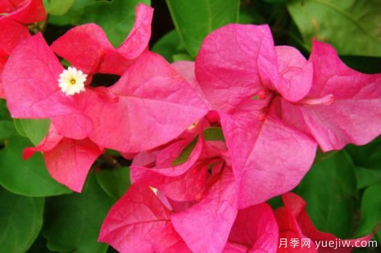 什么花最好养 家里最好养的花卉排名(图1)