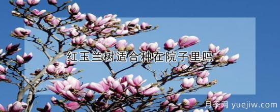 红玉兰树适合种在院子里吗(图1) 红玉兰树适合种在院子里吗(图1)