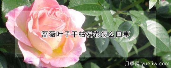 蔷薇叶子干枯发卷怎么回事(图1)