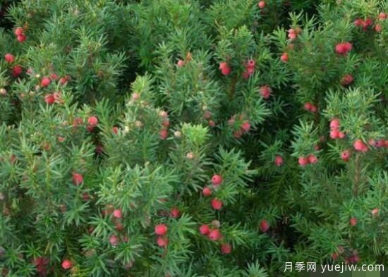 红豆杉的扦插繁殖和播种繁殖，病虫防治(图1)