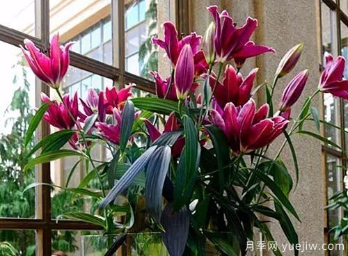 盆栽百合花的种植方法(图1)