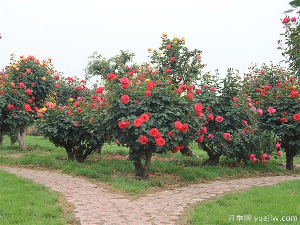 植物设计师在景观设计中的地位和角色(图1)