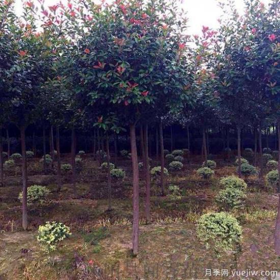 红叶石楠树受到创伤后如何消毒?(图1) 红叶石楠树受到创伤后如何消毒?(图1)