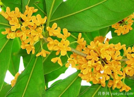 影响桂花树开花的因素有哪些？(图1)