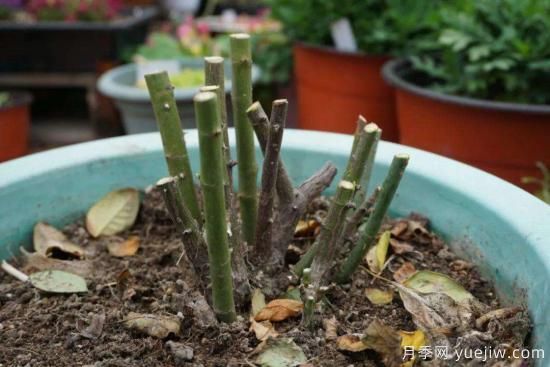 月季修剪很重要，学会修剪开花爆盆(图1)