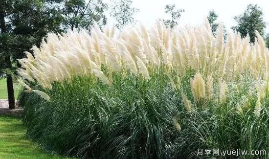 适宜北方种植的14种观赏草(图1)