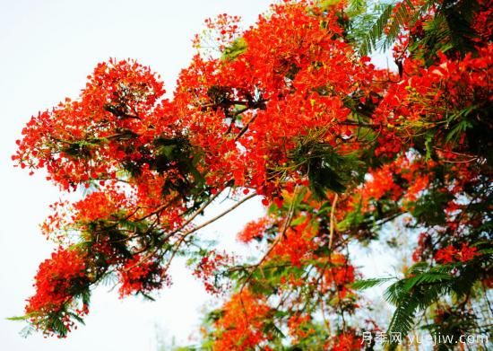 凤凰木适合在哪种植，北方能种吗？(图3)