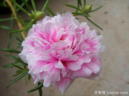 100种常见花卉的栽培大全，送给爱养花的你(图13)