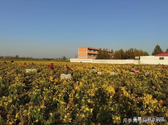 周口商水：小菊花开成乡村振兴“黄金花”(图3)