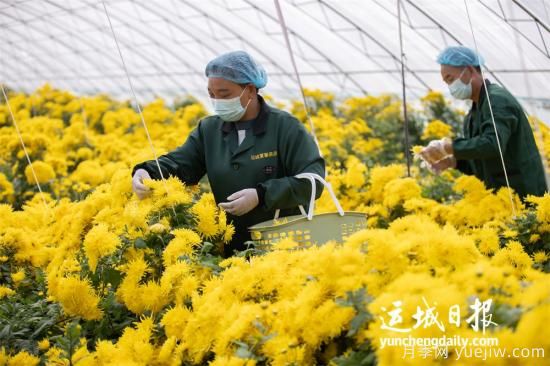 运城夏县金丝皇菊喜获丰收(图1)