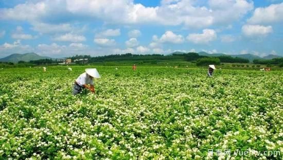 中国10大超级县城，丹阳全球一半眼镜，许昌全球八成假发(图5)