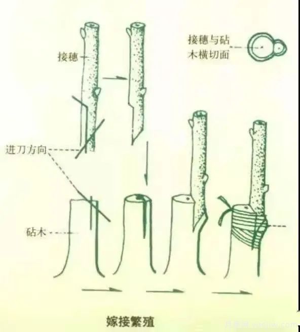 花木嫁接的具体操作方法和嫁接后管理(图1)