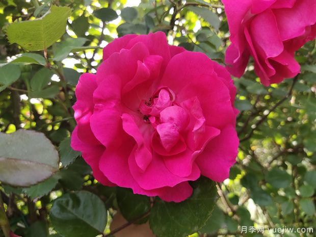 推荐8种藤本月季，抗病性强好养好看爱开花(图3)