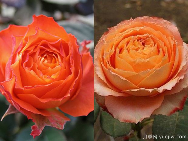 橙色浪漫月季/浪漫橙色月季(图3)