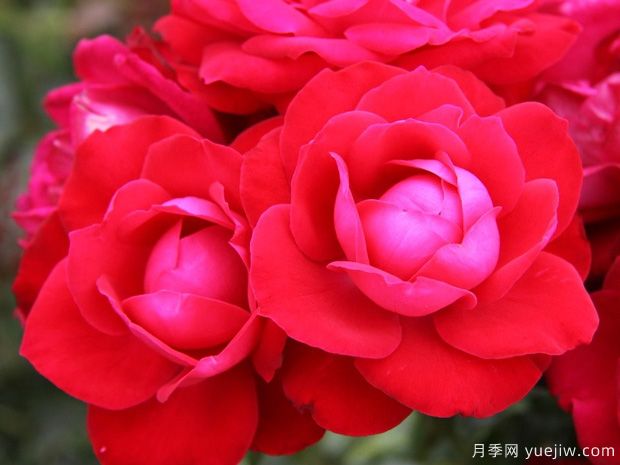 弗罗梅勒田野月季(图1) 弗罗梅勒田野月季(图1)