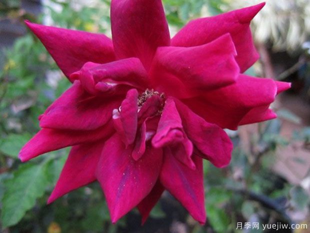 夜曲月季(图1) 夜曲月季/夜的曲调月季(图1)