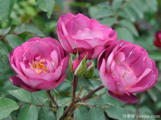 朦胧月光月季(图1) 朦胧月光月季(图1)