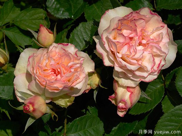 香吻月季(图1) 香吻月季(图1)