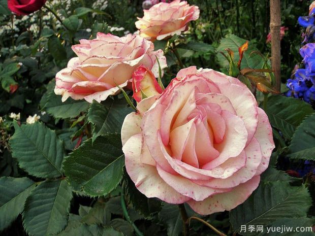 香吻月季(图2) 香吻月季(图2)