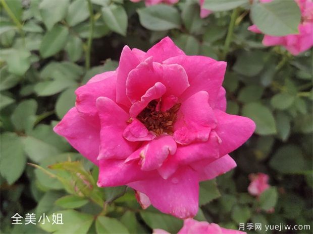 全美小姐月季/全美丽人(图3)