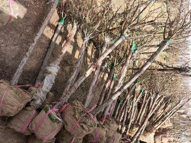 精品4公分5公分月季树发往山东济南(图1)