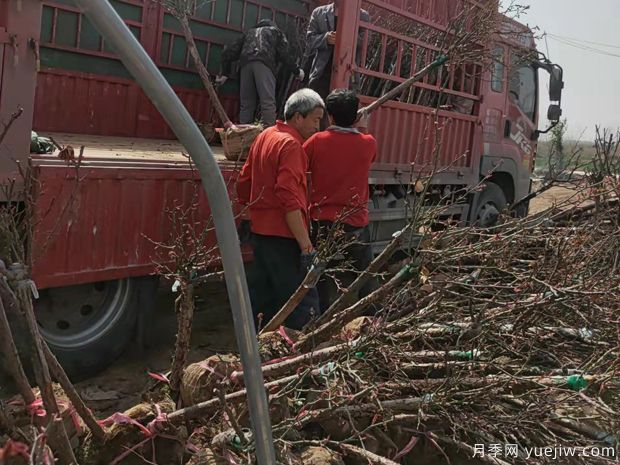 精品4公分5公分月季树发往山东济南(图2)