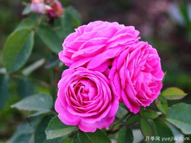 月季花枝壮花多长势旺要用什么肥料？(图1)