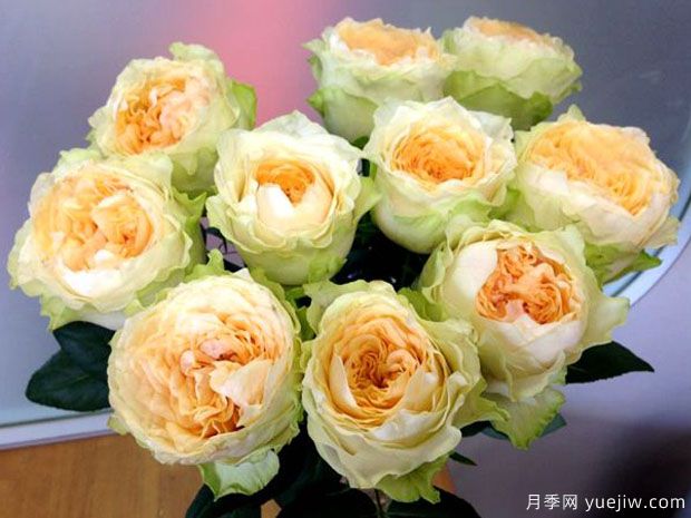 教母月季(图1) 教母月季(图1)