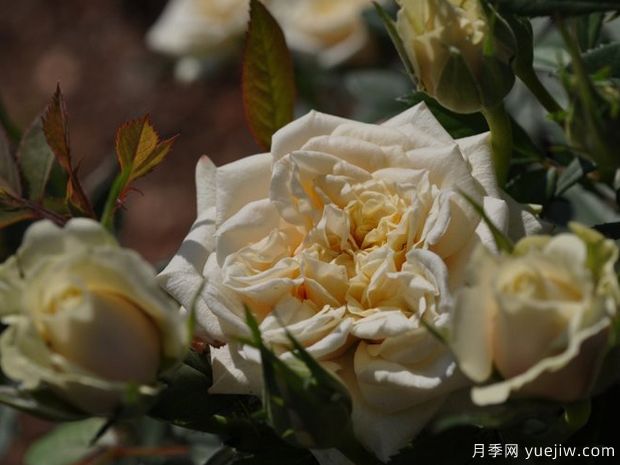 香草柯德娜月季(图2) 香草柯德娜月季(图2)