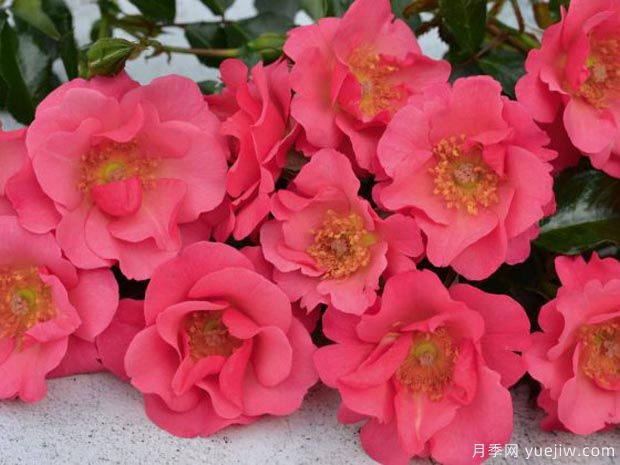 哎呀地毯月季(图2) 哎呀地毯月季(图2)