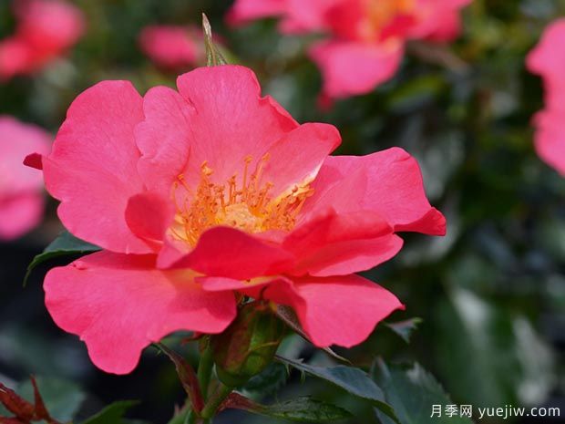 哎呀地毯月季(图1) 哎呀地毯月季(图1)