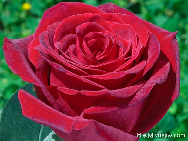 皇家花园月季(图1) 皇家花园月季(图1)